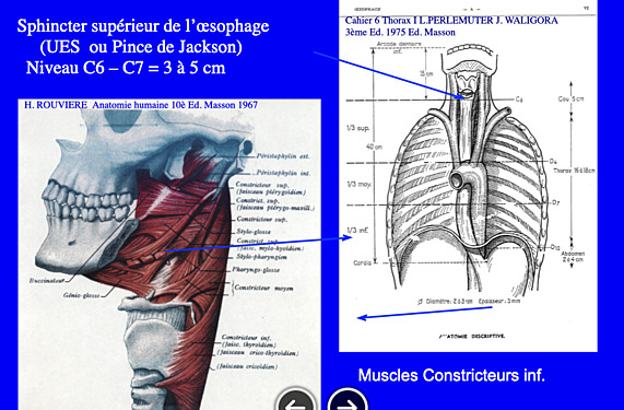 Les fonctions des sphincters du tractus oeso-gastro-intestinal