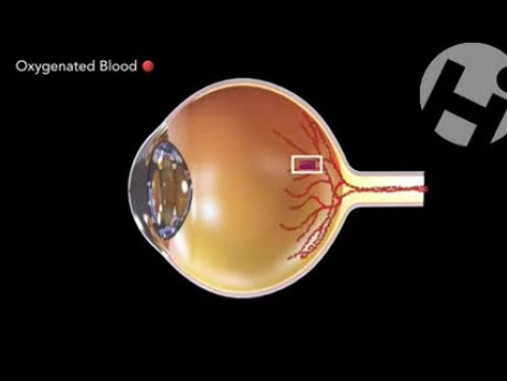 Vascularisation oculaire
