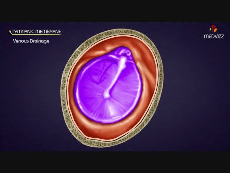 L'anatomie du  tympan.