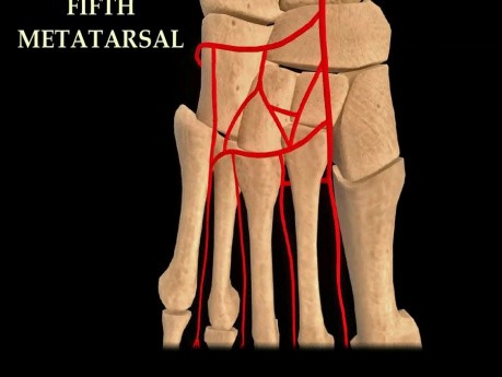 Vascularisation des os