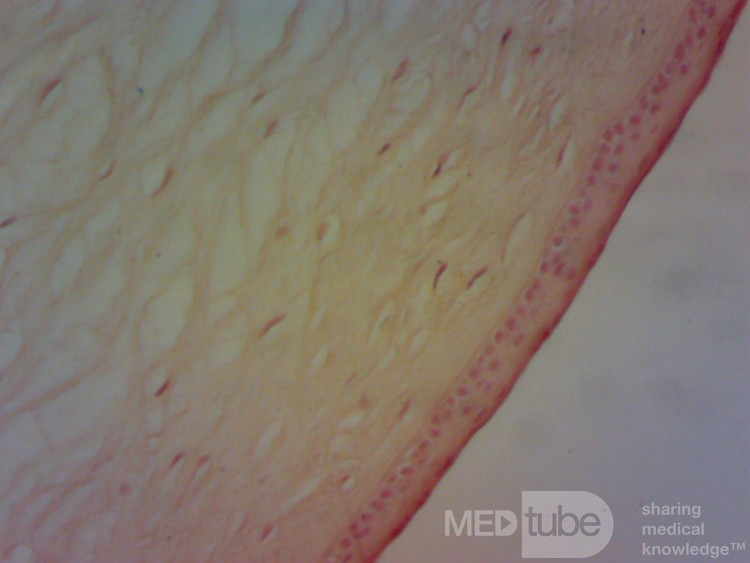 Cornée, épithélium stratifié 