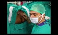 La fistule ano-rectale atteignant le scrotum - prise en charge et état après traitement