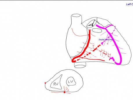 Coeur - l'approvisionnement en sang