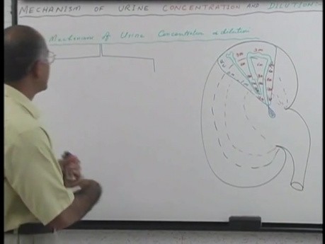 La concentration et la dilution de l'urine  3/13 - Physiologie rénale - USMLE Étape 1