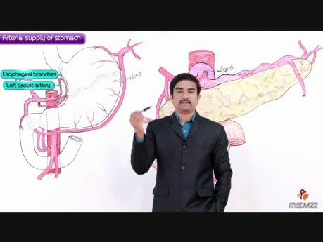 Vascularisation artérielle de l'estomac