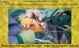 Résection Hépatique avec Préservation du Parenchyme : Impact sur les Méthodes de Transsection