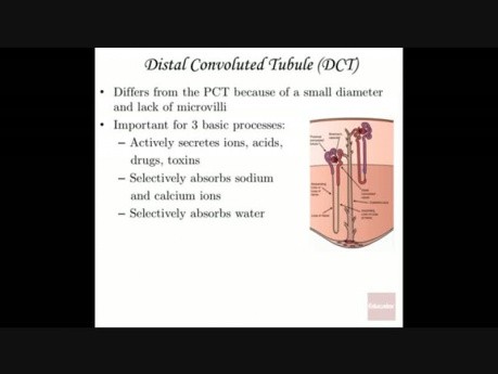 Anatomie et physiologie de l'appareil urinaire