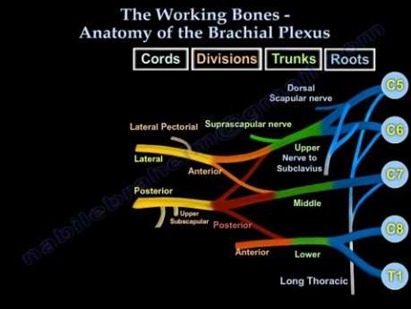 Anatomie du plexus brachial