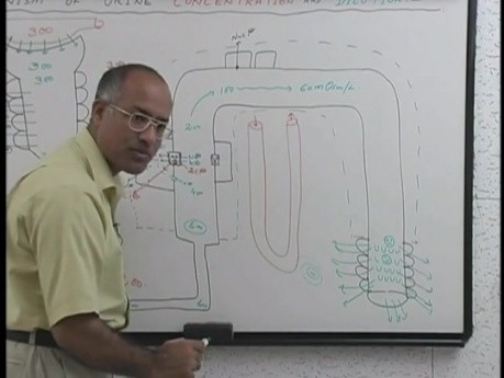 La concentration et la dilution de l'urine  7/13 - Physiologie rénale - USMLE Étape 1