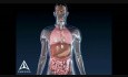 L'asthme - Animation Médicale 3D