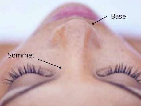 L'anatomie simplifiée de la pyramide nasale
