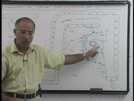 La concentration et la dilution de l'urine  10/13 - Physiologie rénale - USMLE Étape 1