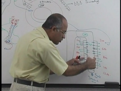 La concentration et la dilution de l'urine  12/13 - Physiologie rénale - USMLE Étape 1