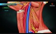 Veine jugulaire interne