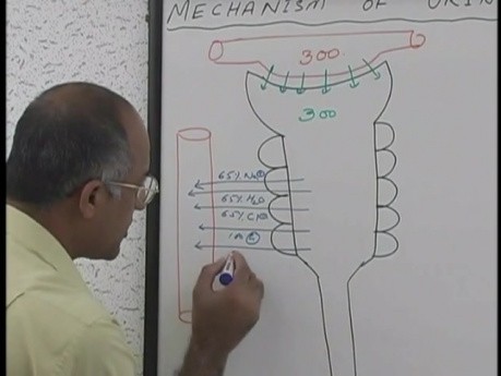 La concentration et la dilution de l'urine 4/13 - Physiologie rénale - USMLE Étape 1