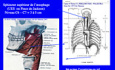 Les fonctions des sphincters du tractus oeso-gastro-intestinal