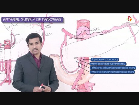 Vascularisation du pancréas