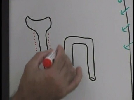 La concentration et la dilution de l'urine  6/13 - Physiologie rénale - USMLE Étape 1