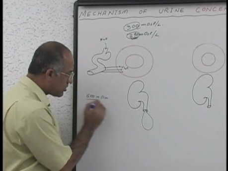 La concentration et la dilution de l'urine  1/13 - Physiologie rénale - USMLE Étape 1