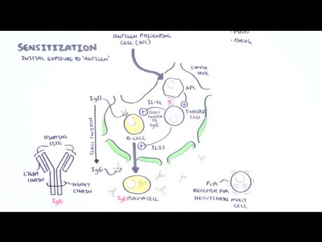 Réaction d'hypersensibilité de type I (réaction immédiate) - la physiopathologie