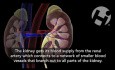 Anatomie et physiologie rénale
