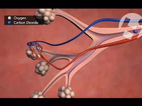 Anatomie et fonctionnement normales des poumons 