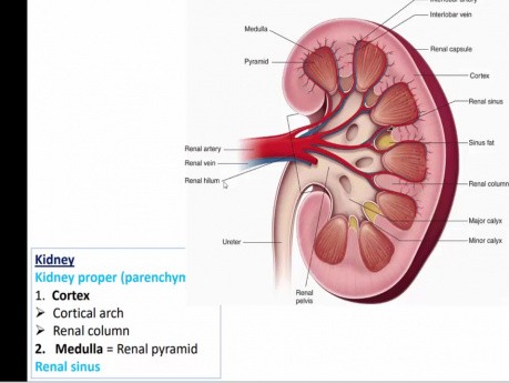 Diagnostic différentiel des calculs rénaux par ultrasons