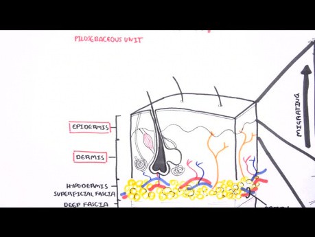 Introduction à l'anatomie et à la physiologie de la peau.